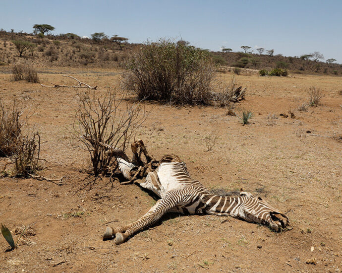 2% of the world’s rarest zebras wiped out in East Africa’s relentless drought