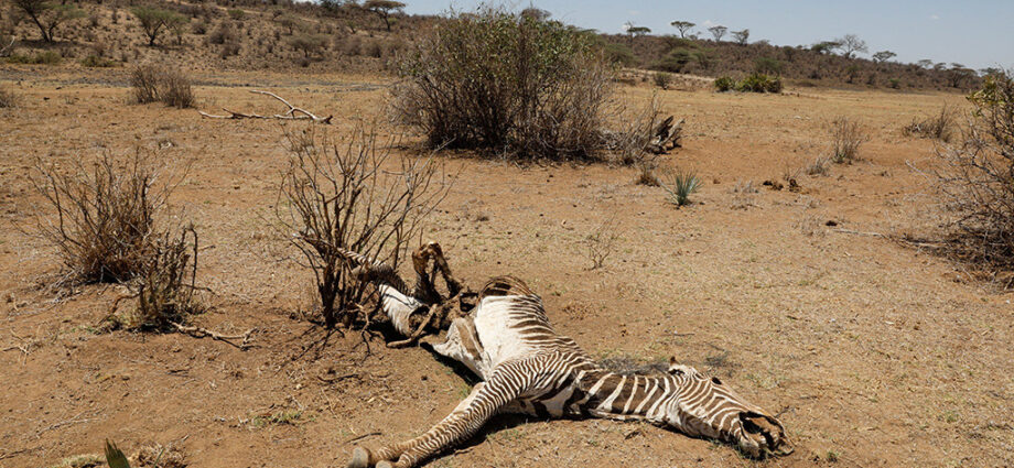 2% of the world’s rarest zebras wiped out in East Africa’s relentless drought