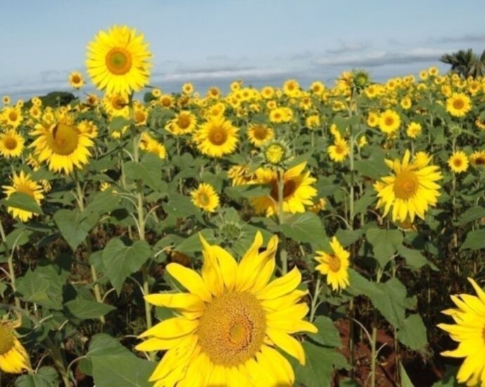 Sh4 billion set to boost sunflower, pulses agro-value chains