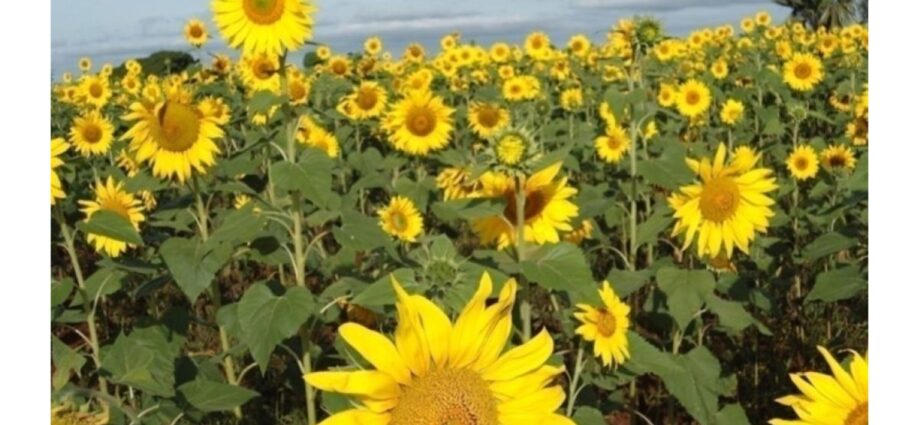 Sh4 billion set to boost sunflower, pulses agro-value chains