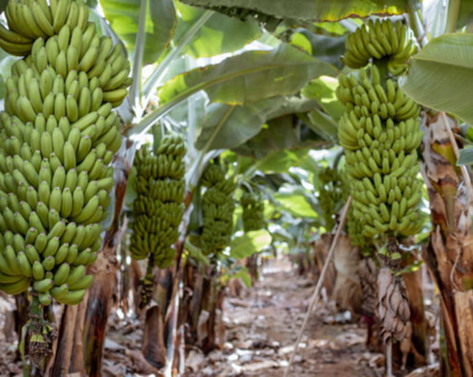 Taha roots for share of East Africa’s .3 billion banana market