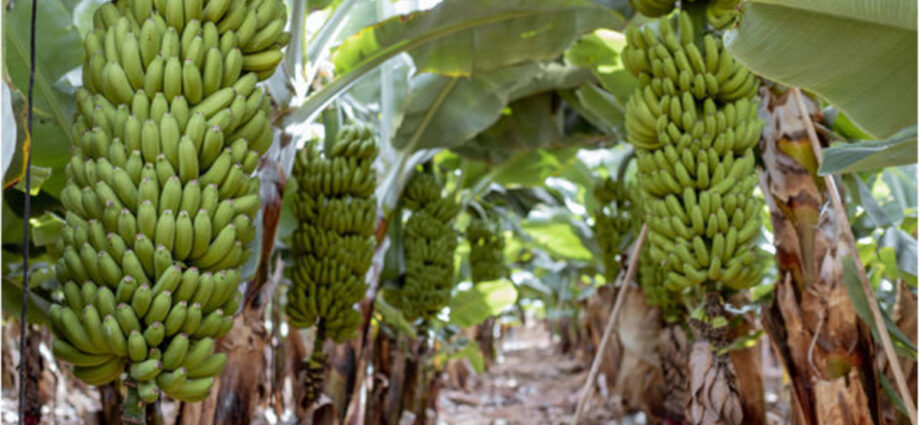 Taha roots for share of East Africa’s .3 billion banana market