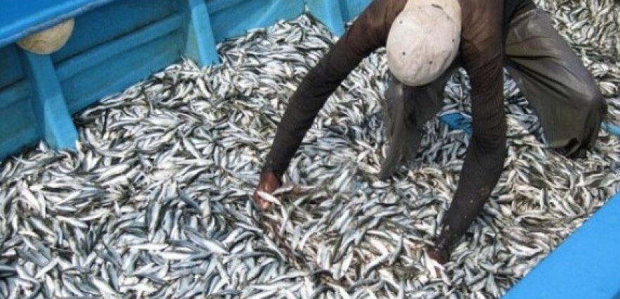 Govt Injects Over 60bn/ – to Modernise Fisheries