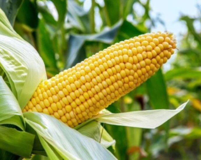 Why maize is a new money-spinner