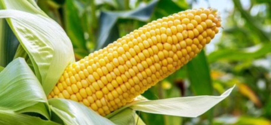 Why maize is a new money-spinner