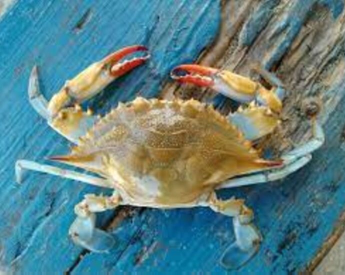  Zanzibar investigating mass deaths of swimmer crabs