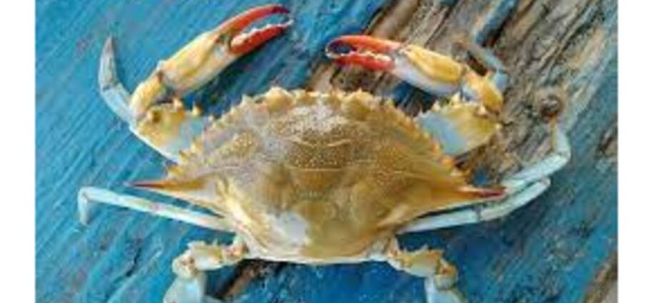  Zanzibar investigating mass deaths of swimmer crabs