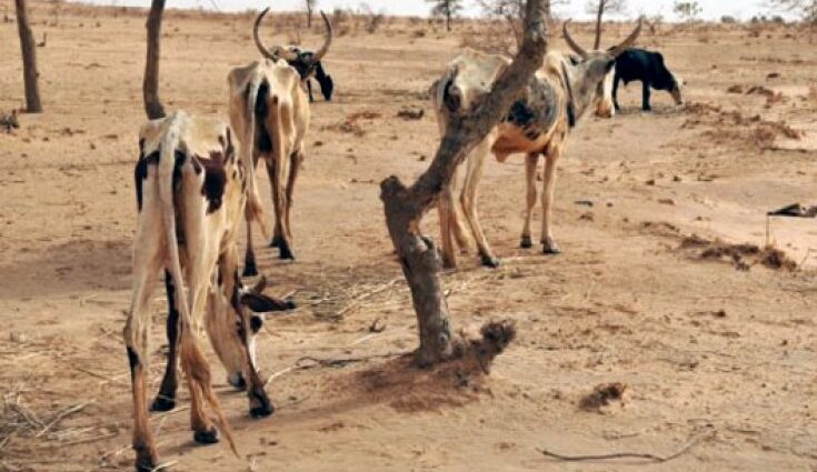 Hundreds of elephants, wildebeests and zebras dead in Kenya amid prolonged drought