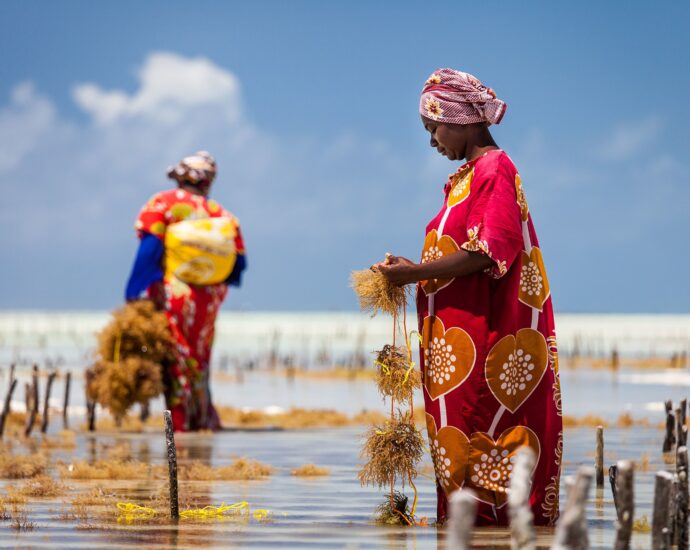 Zanzibar Eyes Competitive Seaweed Business