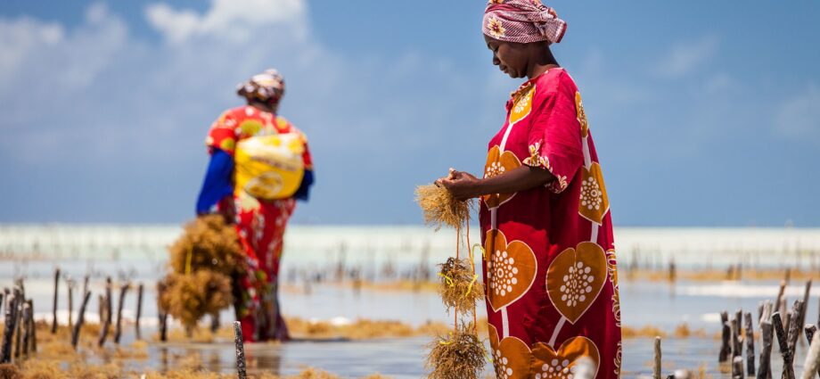 Zanzibar Eyes Competitive Seaweed Business