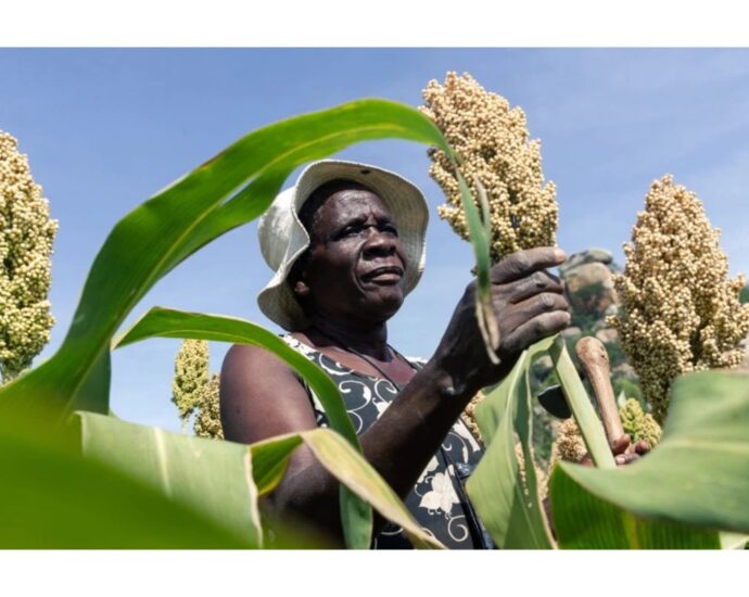 Calls for action as COP27 promises food security in Africa