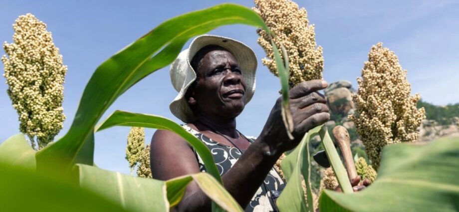 Calls for action as COP27 promises food security in Africa