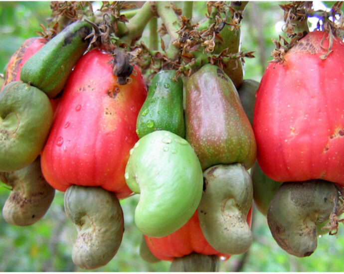 Tanzania Farmers earn Sh169 billion as cashew auctions continue