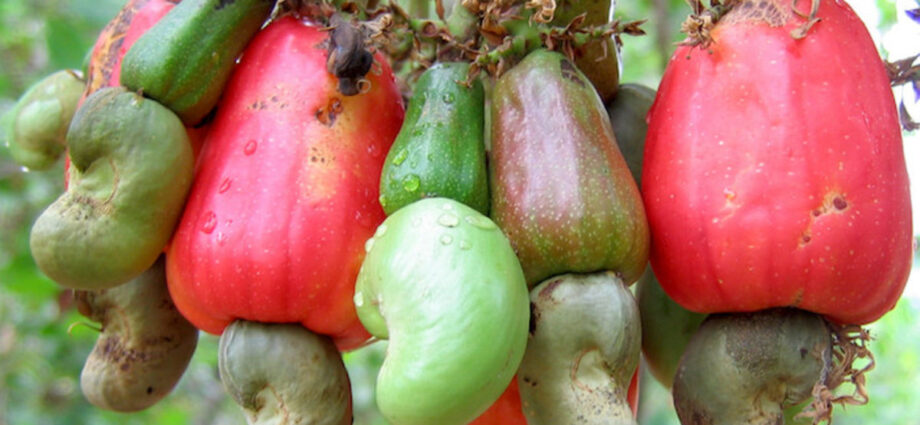 Tanzania Farmers earn Sh169 billion as cashew auctions continue