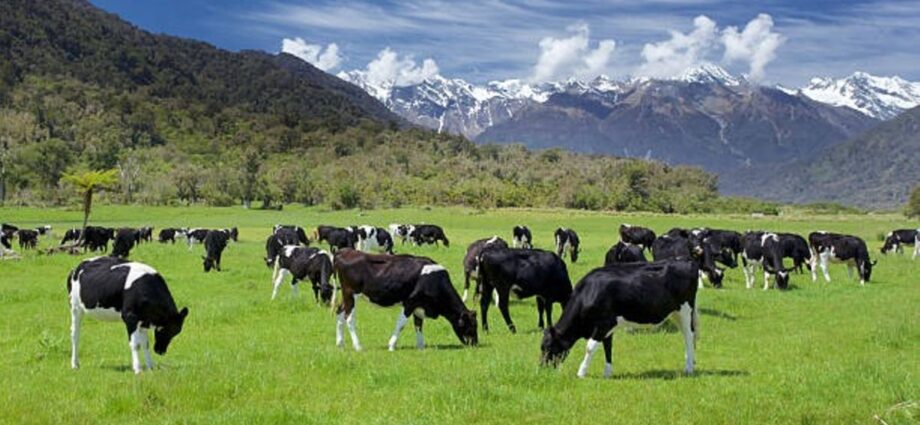 Feedlot potential in Tanzania’s cattle farming