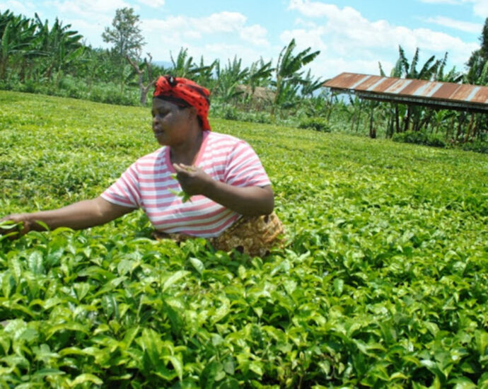 Tanzania: New tea varieties increase yields