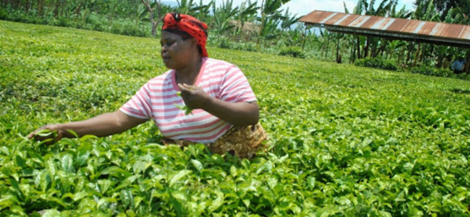 Tanzania: New tea varieties increase yields