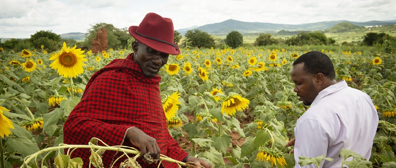 Tanzania MSMEs may succeed in agricultural sector