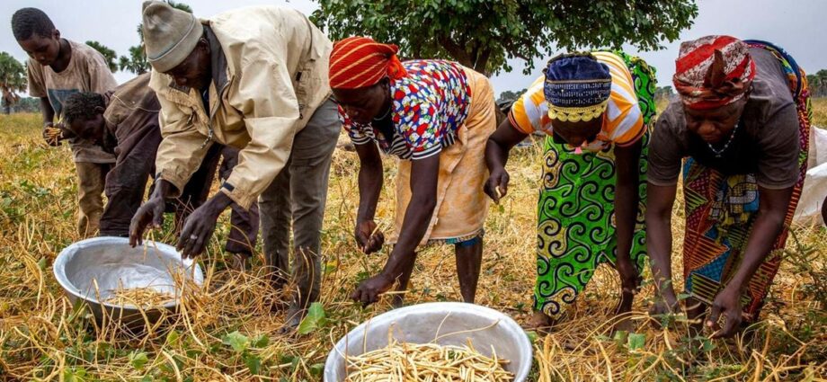 Agroecology answers why Africa cannot feed its people