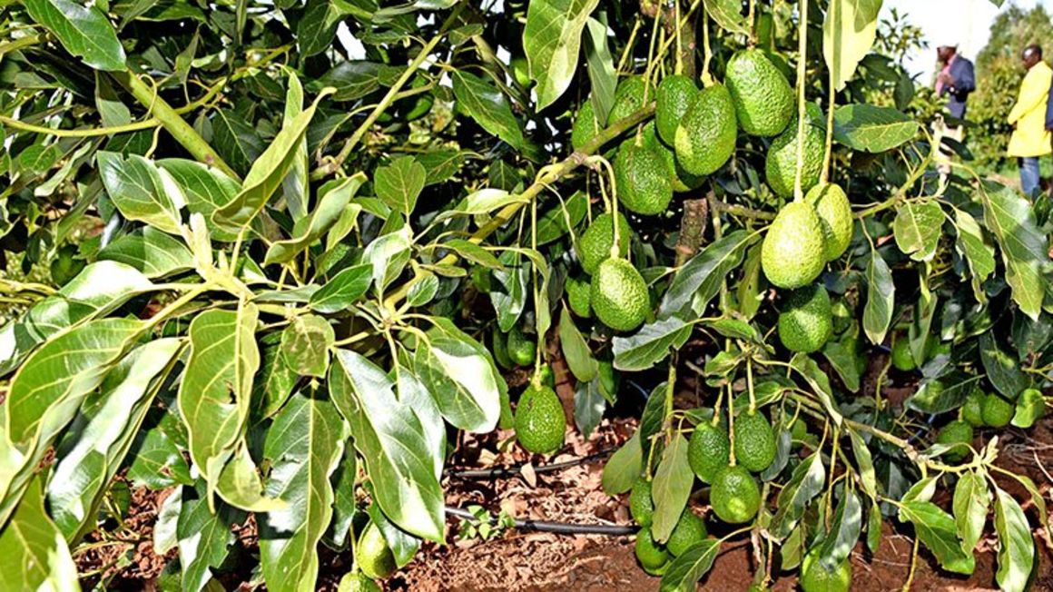 Tanzania bans Kenyan firm for buying unripe avocados