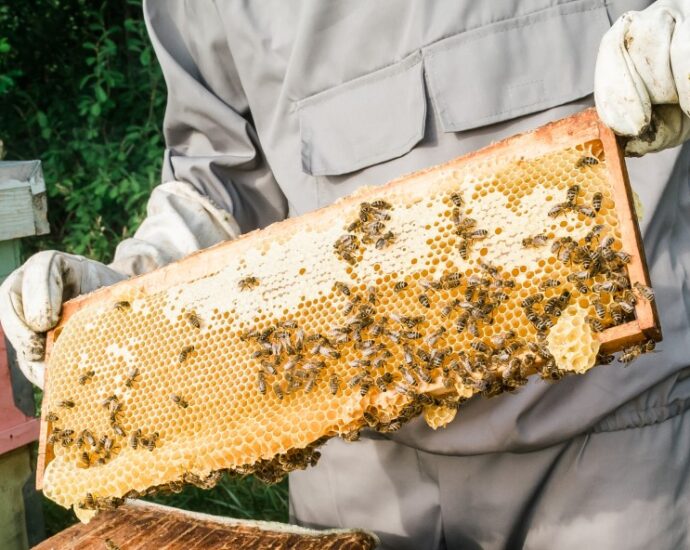 Tanzanian beekeeping company gains access to South African market