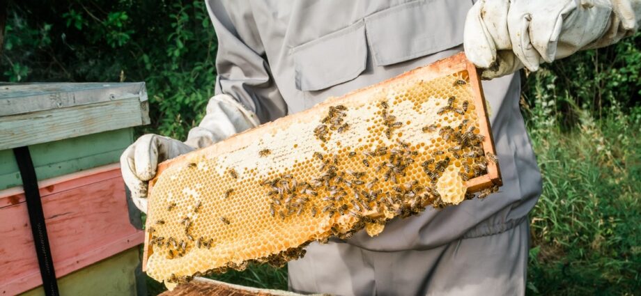 Tanzanian beekeeping company gains access to South African market