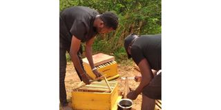 Tanzanian beekeeping company gains access to South African market