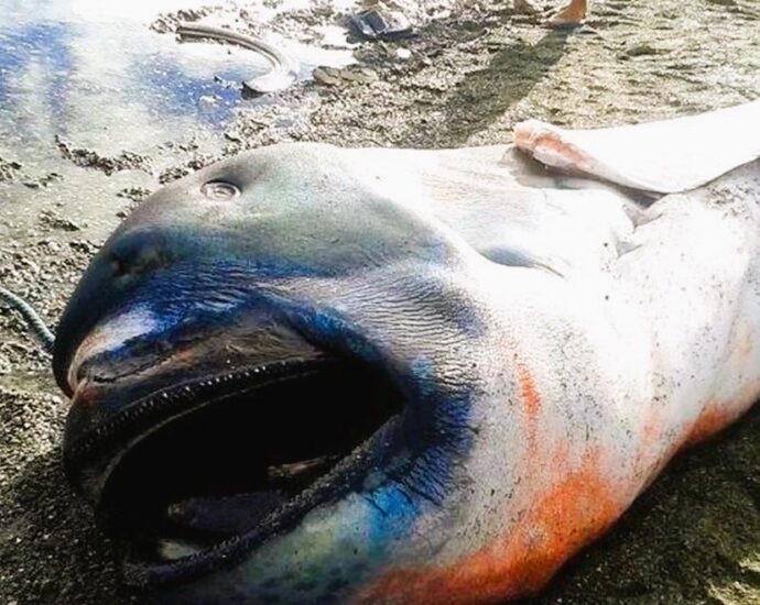 Rare megamouth shark found in Zanzibar for the first time – why so little is known about it