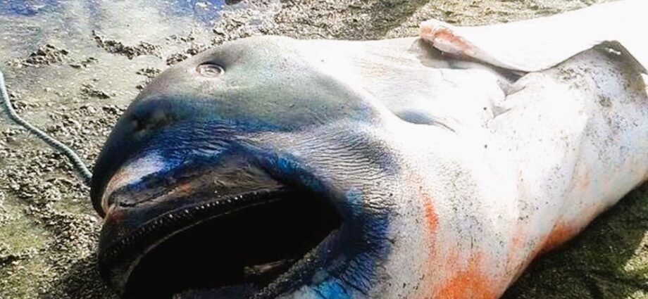 Rare megamouth shark found in Zanzibar for the first time – why so little is known about it