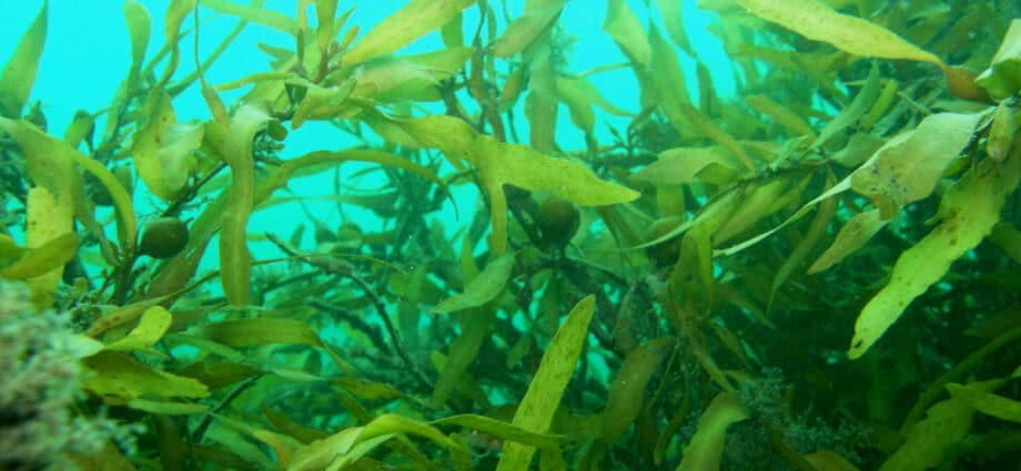 What NMB’s deal with seaweed firm in Zanzibar means