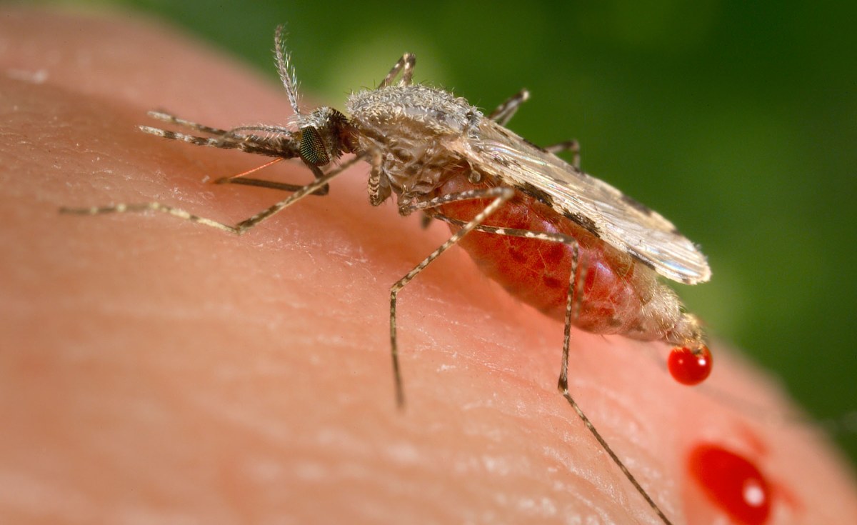 Africa: Genetically Modified ‘Friendly’ Mosquitoes Released in Fight Against Malaria