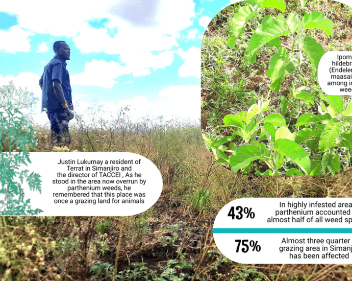 How invasive weeds threaten pastoral livelihoods in Tanzania