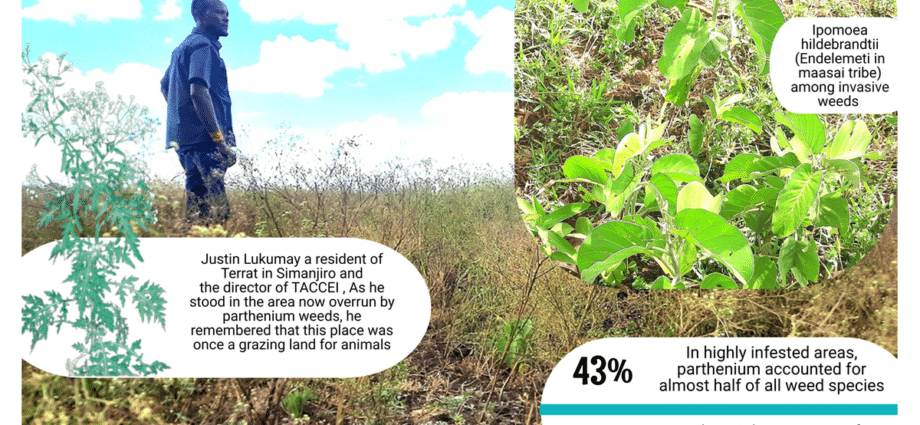 How invasive weeds threaten pastoral livelihoods in Tanzania