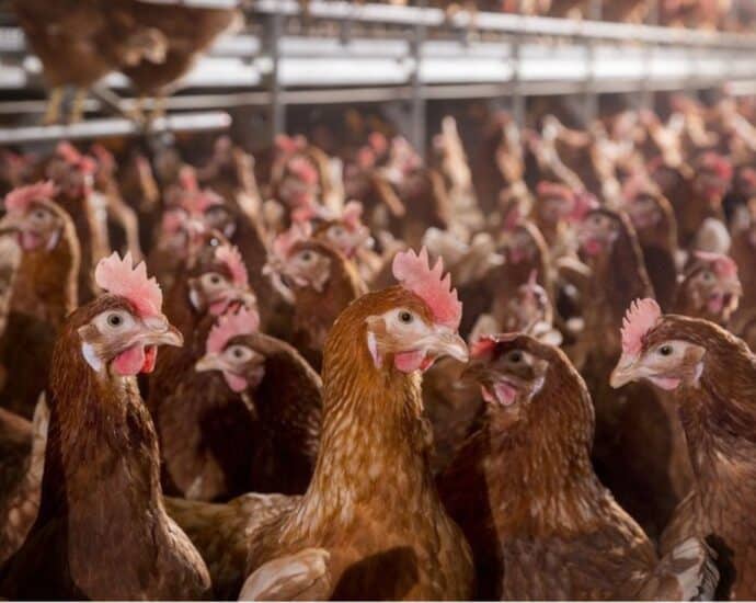 Increasing biosecurity in poultry farming could save farmers money