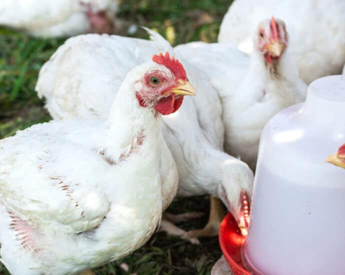 Tanzania and Kenya resolve poultry export dispute after three years