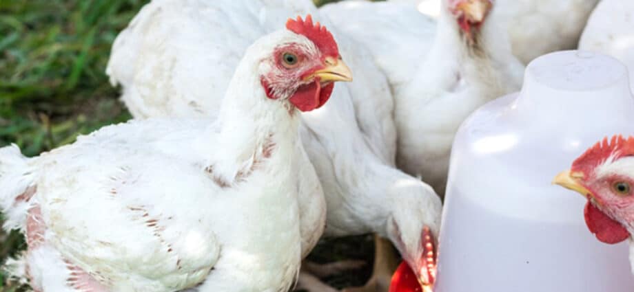 Tanzania and Kenya resolve poultry export dispute after three years