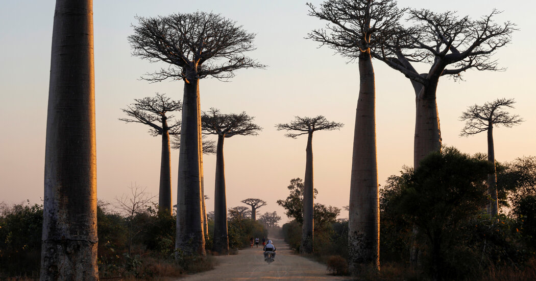 The Unusual Evolutionary Journey of the Baobab Tree