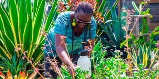 Gardening triumph in semi-arid Isinya