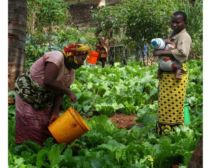 How Dutch investors are driving Tanzania’s horticultural boom