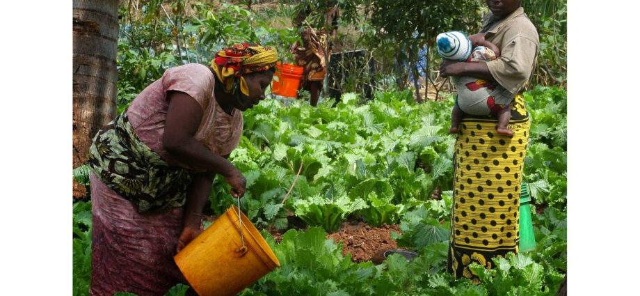 How Dutch investors are driving Tanzania’s horticultural boom