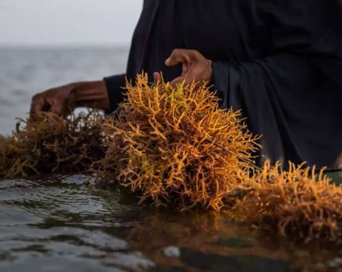 Zanzibar seaweed growers seek research on disease affecting crop