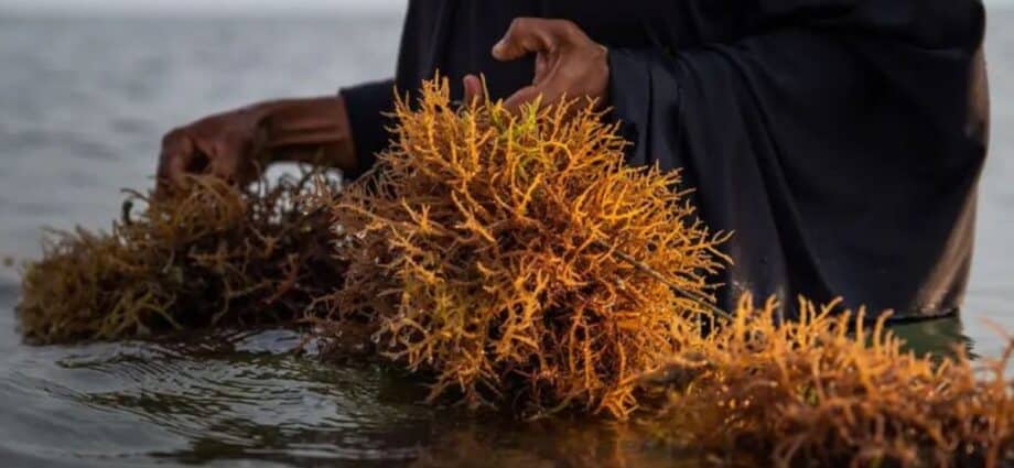 Zanzibar seaweed growers seek research on disease affecting crop