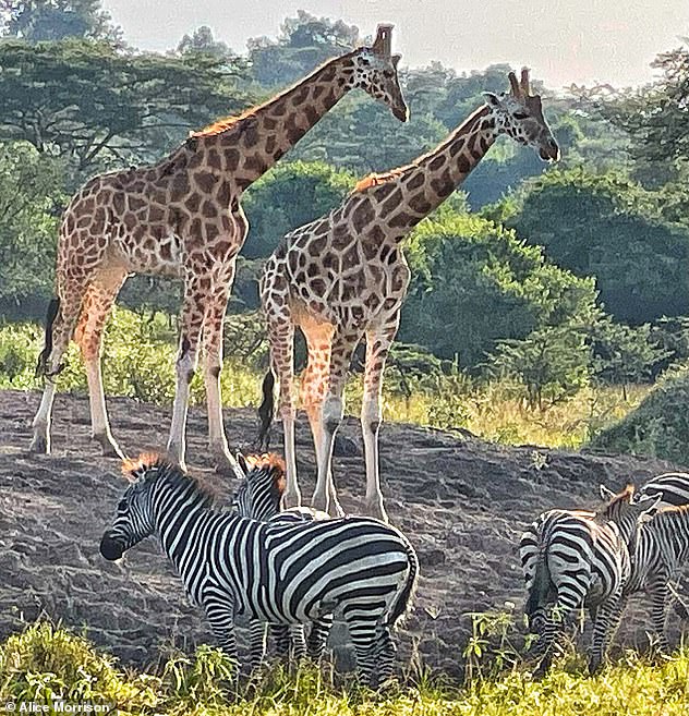 Alice sees 'a small herd of giraffes' at Murchison Falls with the 'bonus that you are not competing with crowds, jostling for the best camera positions'