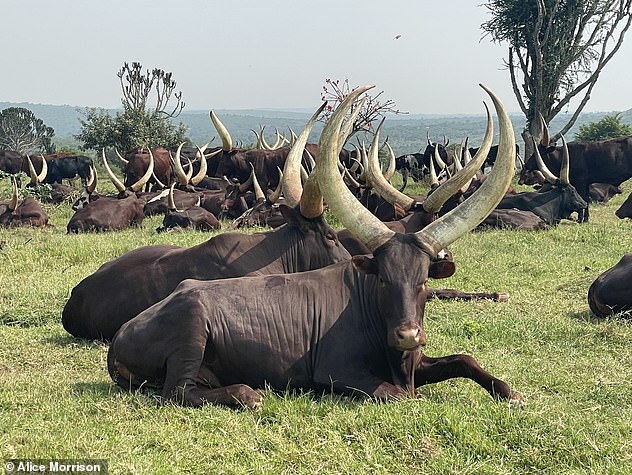 While at Uganda's biggest game park, Alice spies a 'sullen group of water buffalos', hyenas and four types of antelope as well as ankole cattle (above)