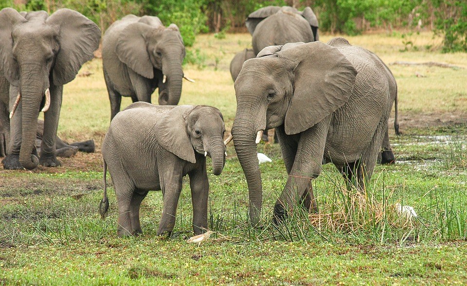 Tanzania: Conservationists Say Large-Tusked Elephants On Kenya-Tanzania Border Are Endangered