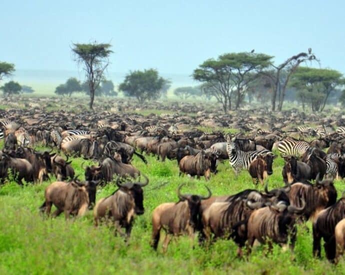 How Serengeti and Maasai Mara are feeling the heat from climate change