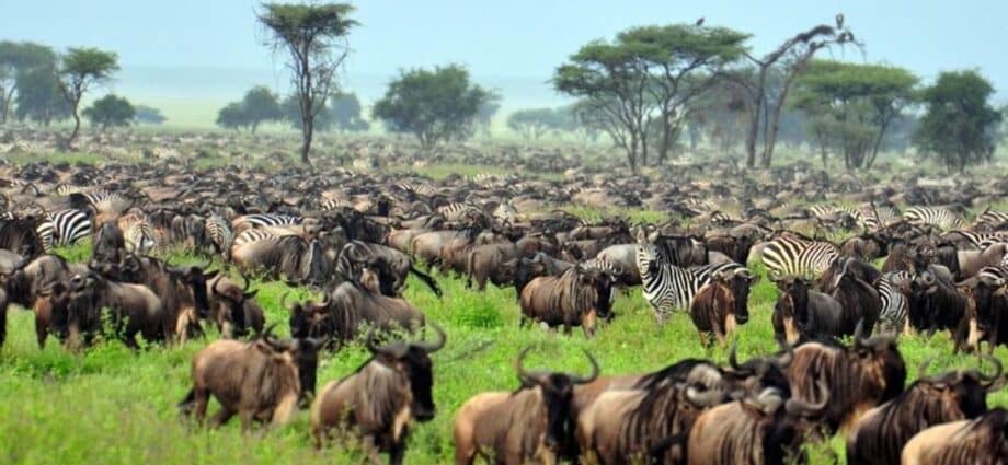 How Serengeti and Maasai Mara are feeling the heat from climate change