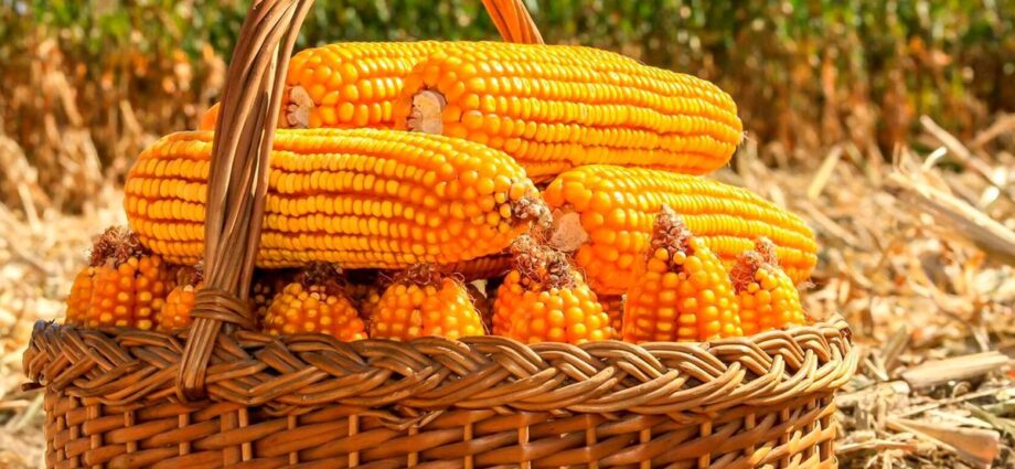 Maize farmers yet to receive Sh63bn payment from NFRA