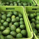 Windfall as Tanzania’s avocado land in China