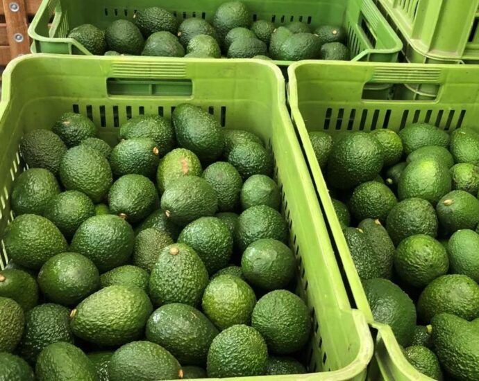 Windfall as Tanzania’s avocado land in China